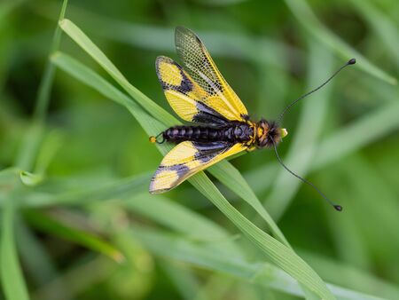 Owlfly Libelloides macaronius male - yellow and black insect on grassの写真素材