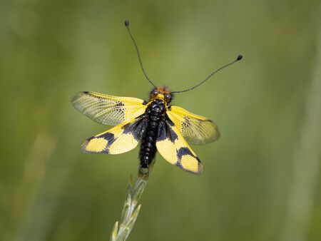 Owlfly Libelloides macaronius male - yellow and black insect on grassの写真素材