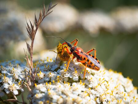 Assassin bug (Rhynocoris iracundus) sitting on a white flower, eating its prey