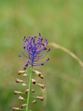 Purple blossom of Tassel grape hyacinth ( Muscari tenuiflorum, Leopoldia tenuiflora) blooming in summerの写真素材