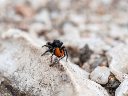 Philaeus chrysops male, jumping spider red and black colorの写真素材