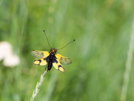 Owlfly Libelloides macaronius male - yellow and black insect on grass