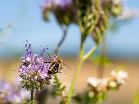 Honey bee collecting pollen and honey from lacy phacelia (Phacelia tanacetifolia) blue flowers