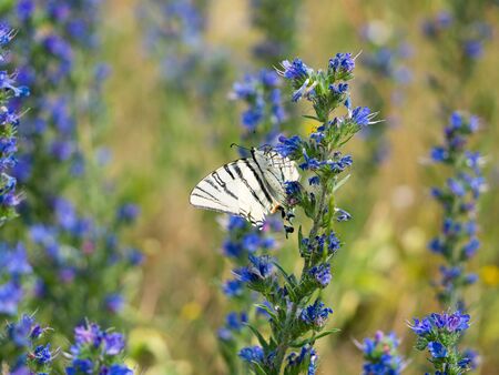 Scarce swallowtail (Iphiclides podalirius) butterfly feeding on blooming viper's bugloss plant (Echium vulgare)の写真素材