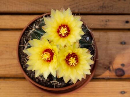Blossom of cactus, flowers in yellow and red color, view from above of blooming thorn plantの写真素材