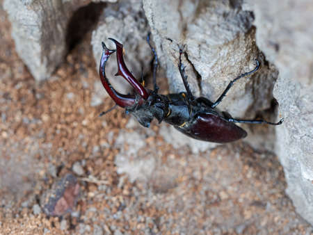 Majestic male Stag beetle, Lucanus cervus, big insect on old tree trunk