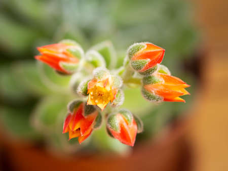 Echeveria setosa, Mexican fire cracker, detail of blossom of evergreen succulent plant