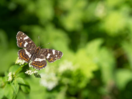 Map butterfly (Aracshina levana) f. prorsa on green plant with open wings in summerの写真素材