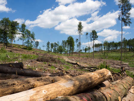 Deforestation, forest destroyed by bark beetle, logs on a pile, dead treesの写真素材