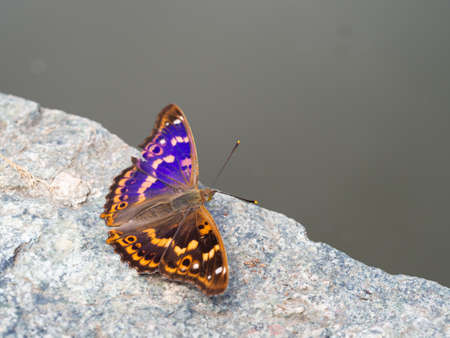 Lesser purple emperor butterfly (Apatura ilia) with open wings, sitting on stoneの写真素材