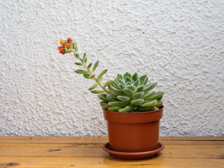 Echeveria setosa, Mexican fire cracker, nlooming evergreen succulent plantの写真素材