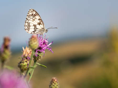 Marbled white butterfly (Melanargia galathea) male on purple flower of greater knapweed (Centaurea scabiosa) plantの写真素材