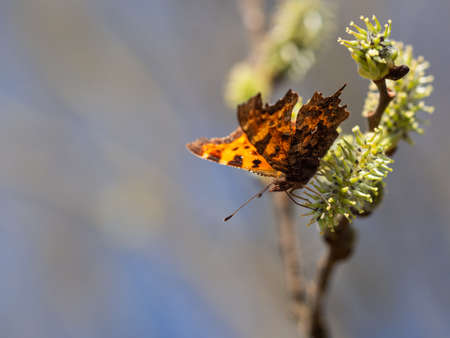 Comma butterfly (Polygonia c-album) feeding on catkin, tree blooming in springの写真素材
