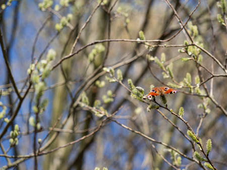 European peacock butterfly (Aglais io)  feeding on catkin, enjoying sunshine, tree blooming in springの写真素材