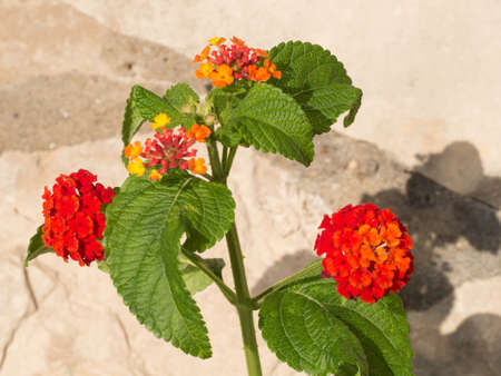 Blossom of common lantana (Lantana camara) flower blooming in sunny summer dayの写真素材