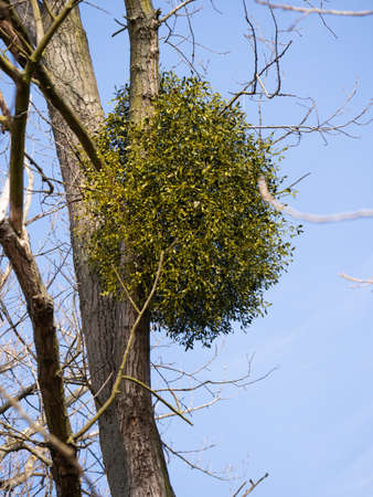 Mistletoe (Viscum album) with white berries growing on tree in winter timeの写真素材