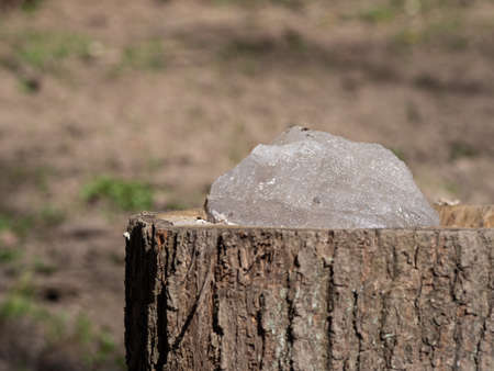 Salt stone prepared for forest wild animals, lick placed in stumpの写真素材