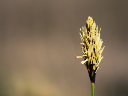Carex pilosa perennial grass blooming in springの写真素材