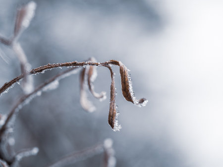 Frozen leaves of plant with hoarfrost in cold winter backgroundの写真素材