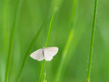 Drab looper moth (Minoa murinata) tiny butterfly, insect on grassの写真素材