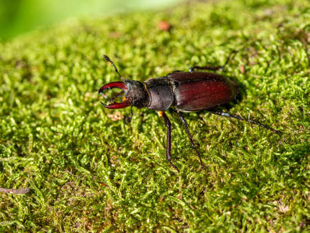 Majestic male Stag beetle, Lucanus cervus, big insect on old tree trunk