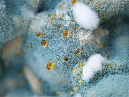 Mold close-up macro. Moldy fungus on food. Fluffy spores mold as a background or texture. Mold fungus. Abstract background.の写真素材