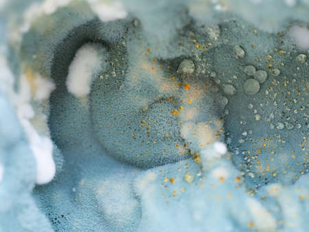 Mold close-up macro. Moldy fungus on food. Fluffy spores mold as a background or texture. Mold fungus. Abstract background.の写真素材