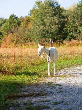 White goat standing on path in autumn sunny day with collar, orange fenceの写真素材