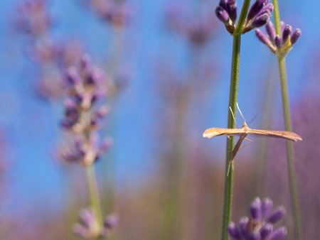Close up of plume moth on lavender flowers blooming in summer, backgroundの写真素材