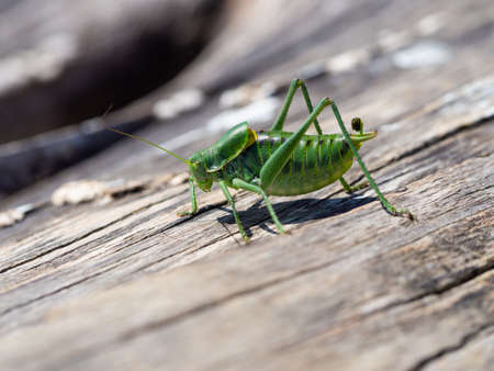 Polysarcus denticauda male on wood, detail of large green rare grasshopperの写真素材