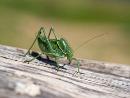 Polysarcus denticauda male on wood, detail of large green rare grasshopperの写真素材