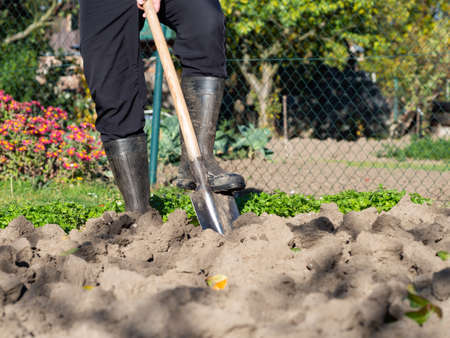 Gardening, detail of man digging the garden bed with spade on sunny day