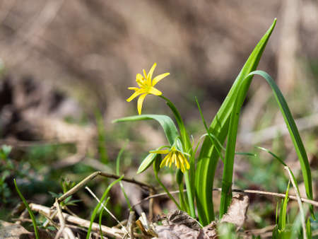 Yellow star-of-Bethlehem (Gagea lutea) early spring flower blooming in forest, yellow blossom of...
