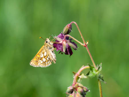 Tiny checkered skipper or arctic skipper (Carterocephalus palaemon) butterfly resting on flowerの写真素材