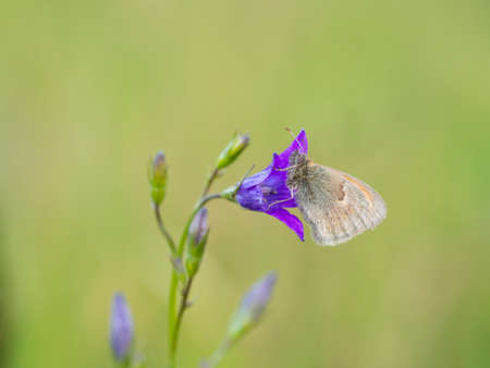 Small heath (Coenonympha pamphilus) butterfly resting on blooming flower in meadowの写真素材