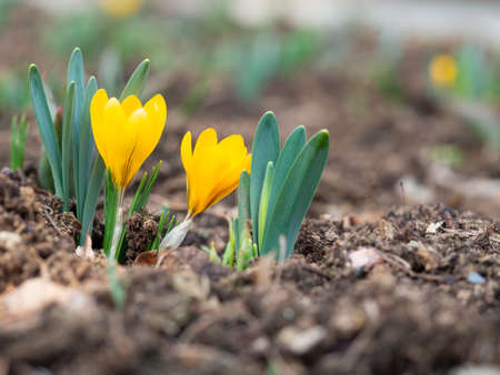 Yellow blooming crocuses flowers, spring flowers growing in garden