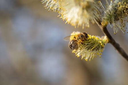 Busy bee working and pollinating catkin of willow tree in sunny spring day.