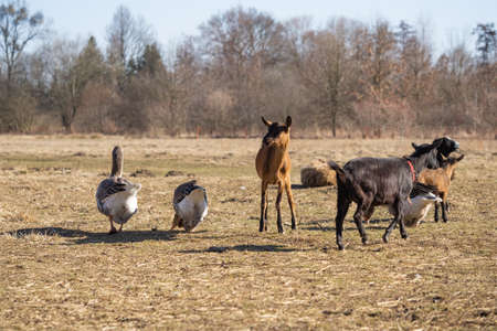 Goats and geese in the paddock at pasture enjoying sunny day in sprigntime