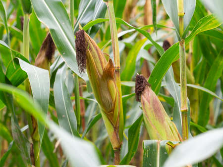 Close up of corn plant growing in the field waiting for harvestの写真素材