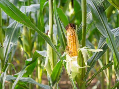 Detail of corn plant growing in the field waiting for harvest
