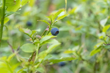 Detail of wild blueberry shrubs growing in forest, healthy blue ripe fruits ready to eatの写真素材