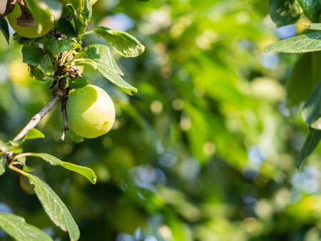 Detail of greengage plum fruit on tree, with green leaves, sunlightの写真素材