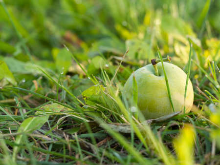 Detail of greengage plum fruit laying in grassの写真素材