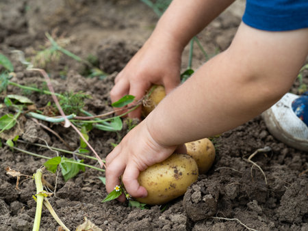 Small child's hands picking a raw dirty potato in field close-upの写真素材
