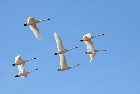 Tundra Swans flying in a clear blue winter sky.の写真素材