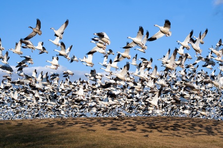 Thousands of Snow Geese fly from a hilltopの写真素材