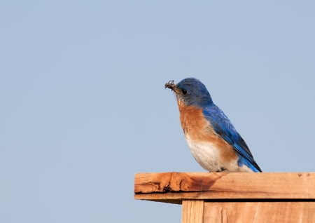 An Eastern Bluebird with an insect in its beak の写真素材