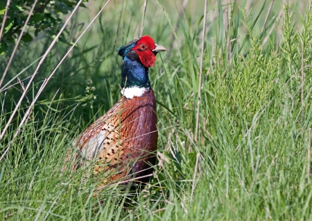 A Ring-necked Pheasant hiding in tall grass 