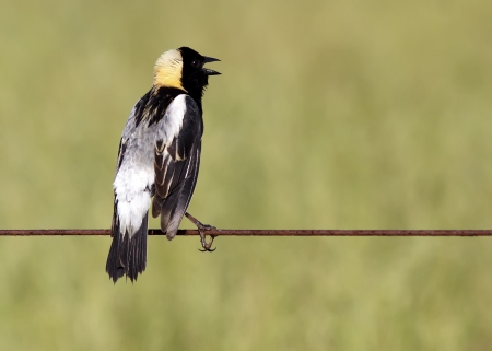 A Bobolink on a wire fence in a grass field,Lancaster County,Pennsylvania.The Bobolink (Dolichonyx oryzivorus) is a small New World blackbird.の写真素材