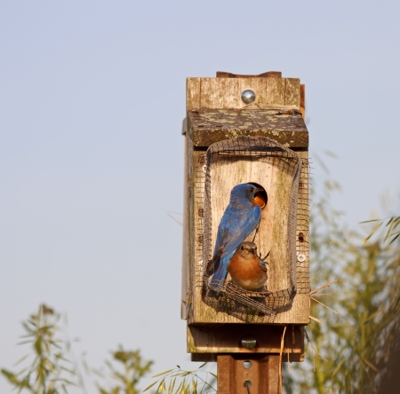 Eastern Bluebirds feeding their babies on a bright spring day.の写真素材